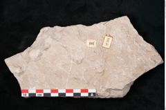 Foto (Detailansicht) von Dictyopteris brongniarti Gutb. (NHMW-GEO-2024-0188-10761)